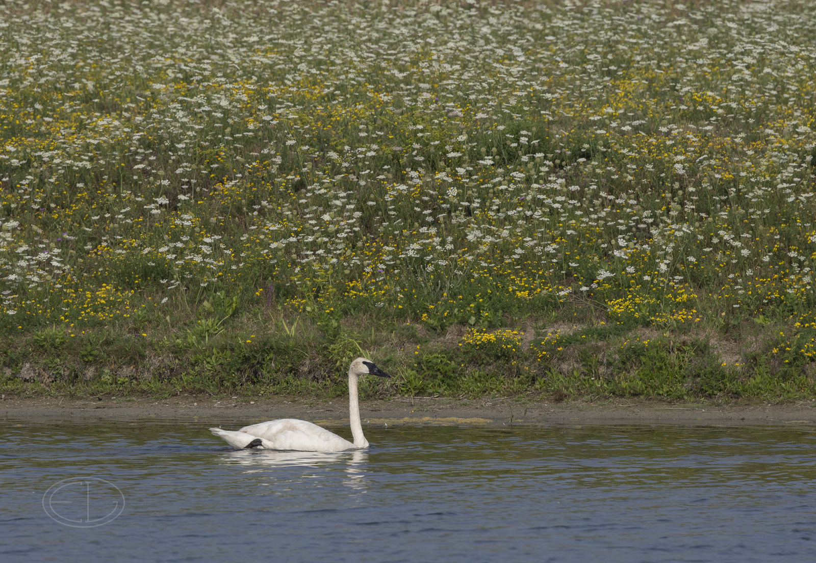 R7_E9654 Trumpeter Swan.jpg
