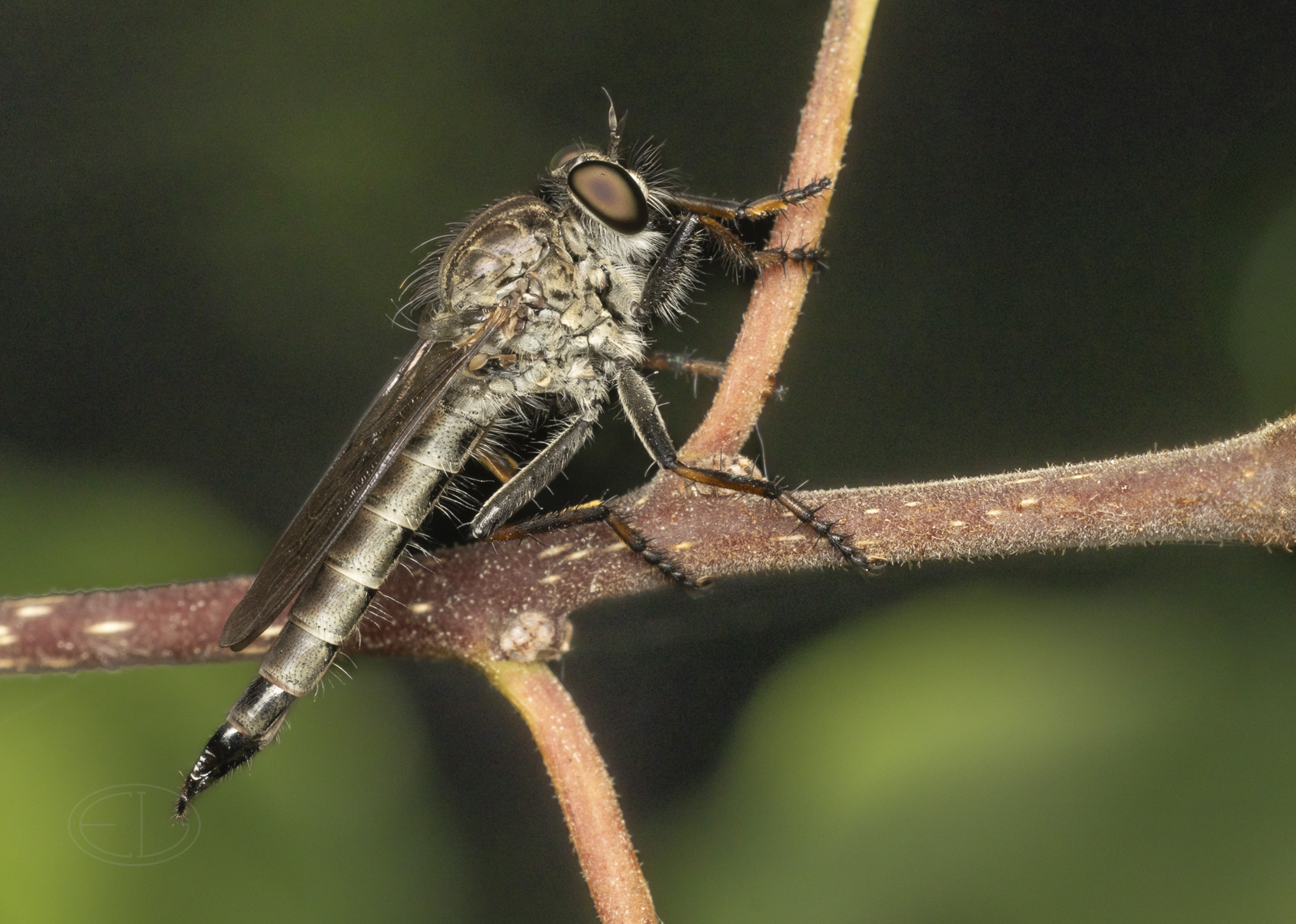 R7_F0128 Robber Fly.jpg
