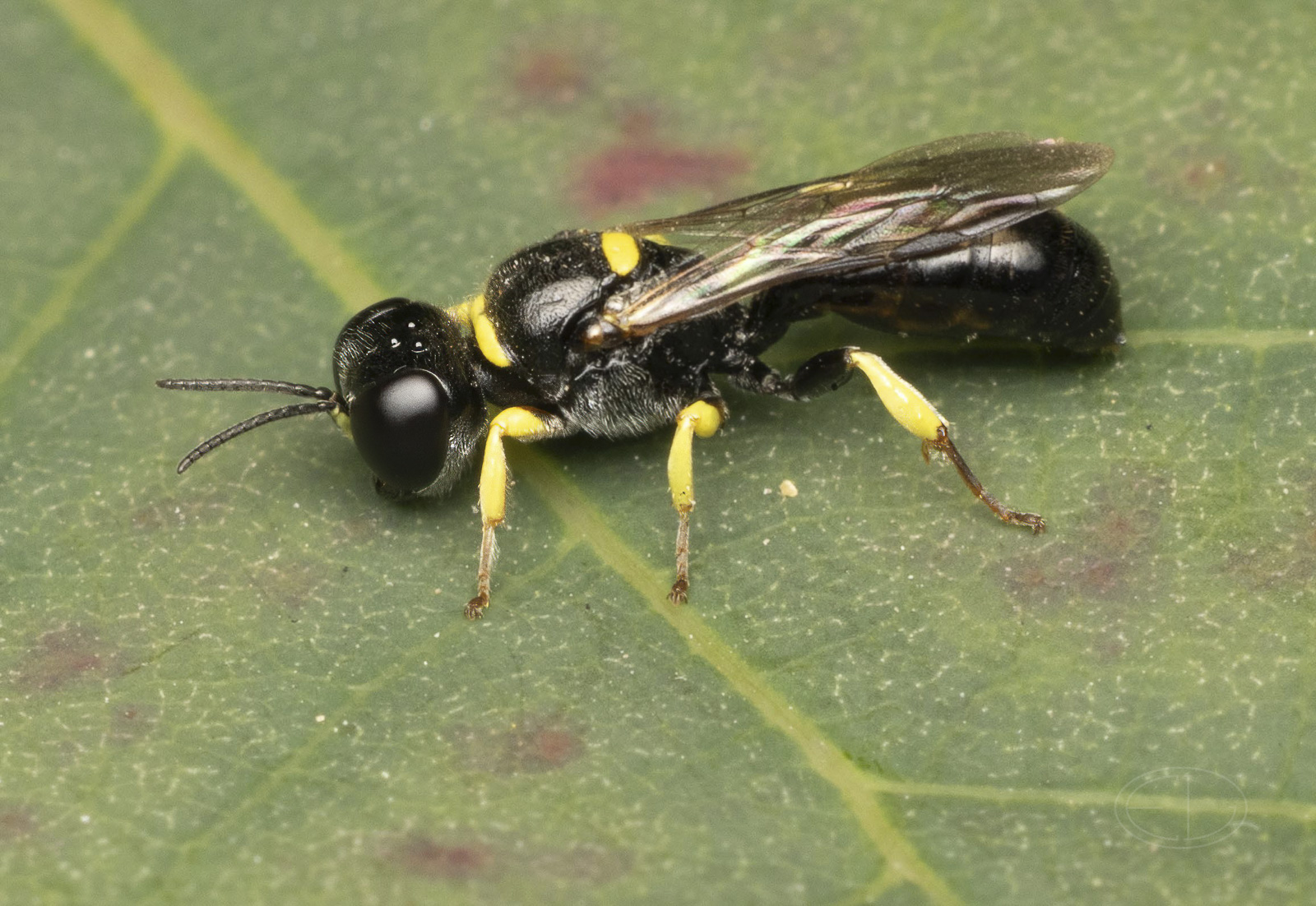 R7_F0144 Square-headed Wasp-Edit.jpg