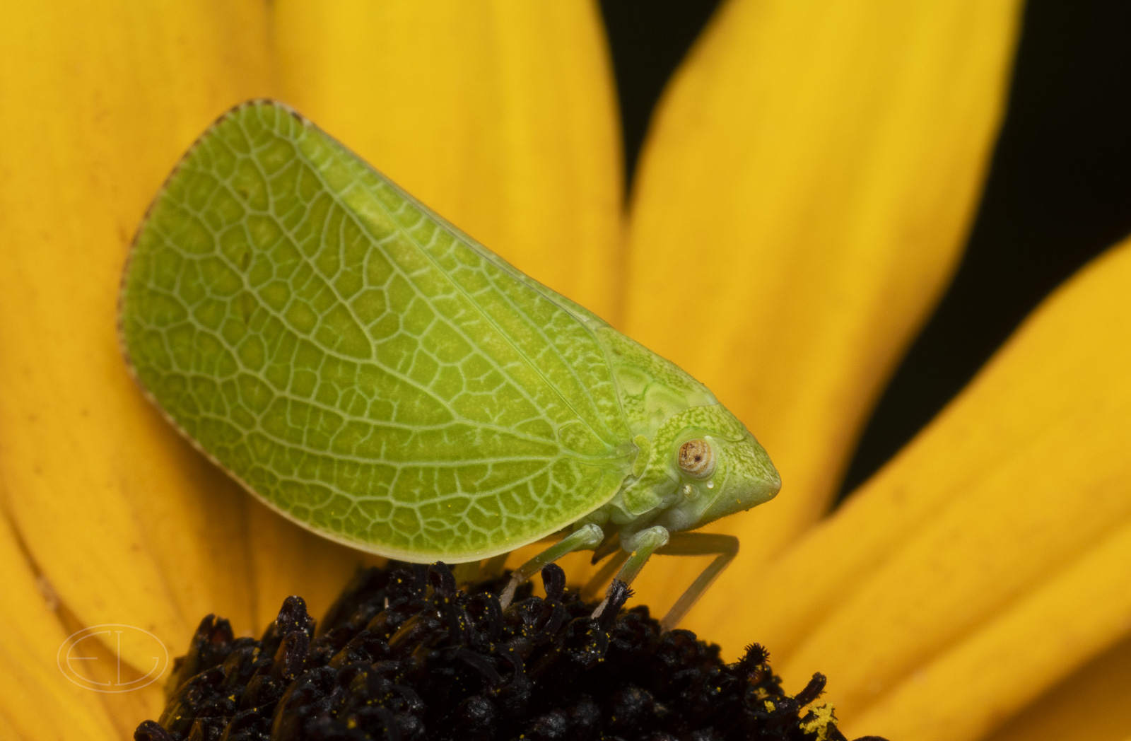 R7_F0381 Green Cone-headed Planthopper.jpg