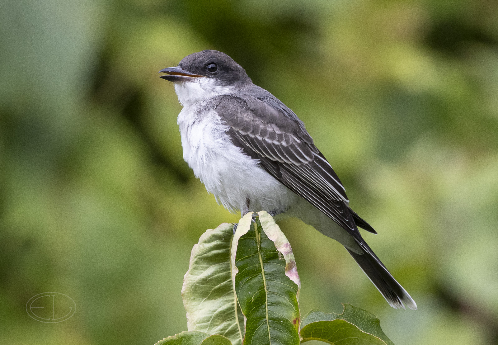 R7_F0919 Eastern Kingbird.jpg
