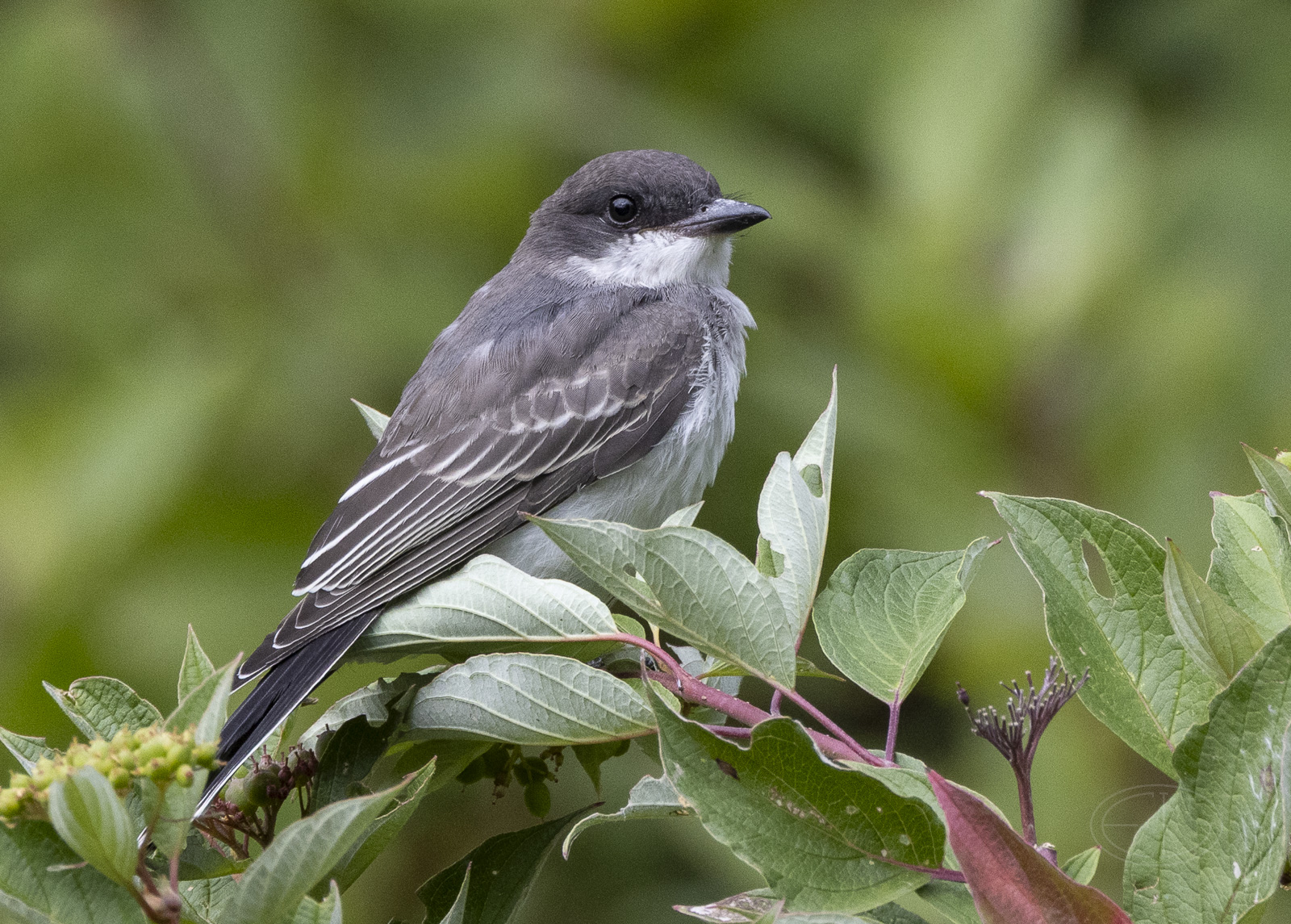 R7_F0933 Eastern Kingbird.jpg