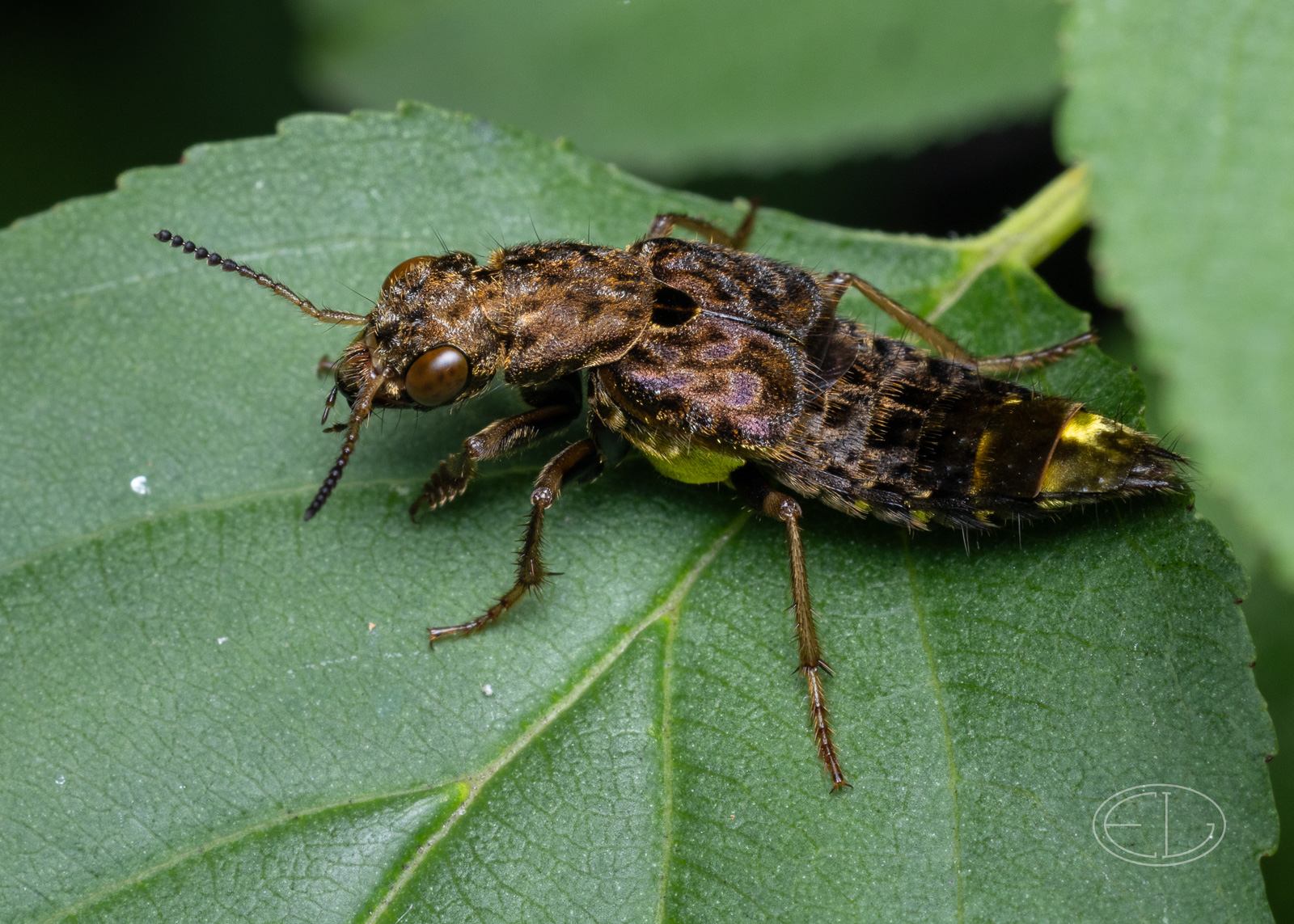 R7_F1171 Rove Beetle, prob Ontholestes sp.jpg