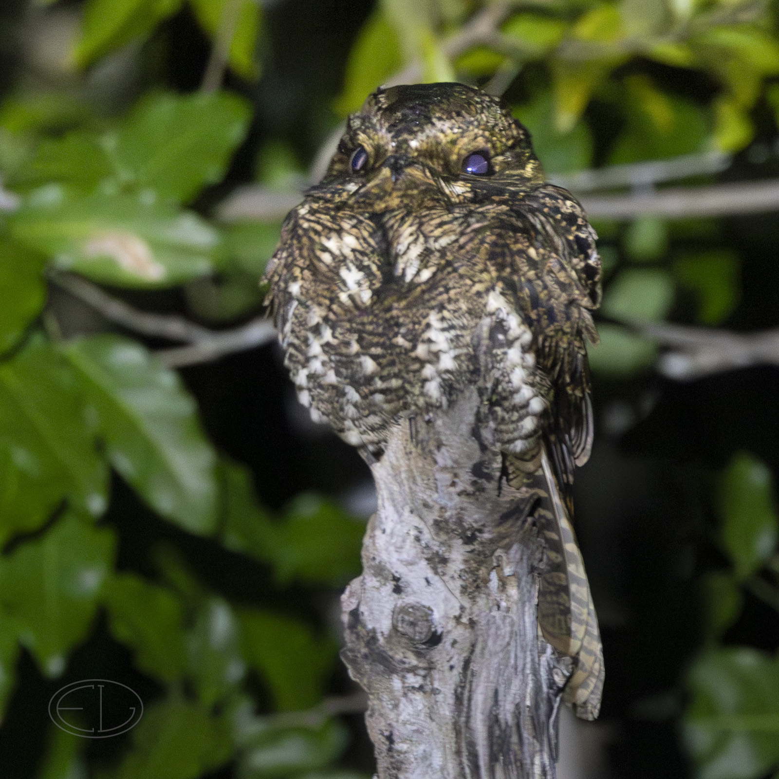 R7_F5871 Yucatan Nightjar.jpg