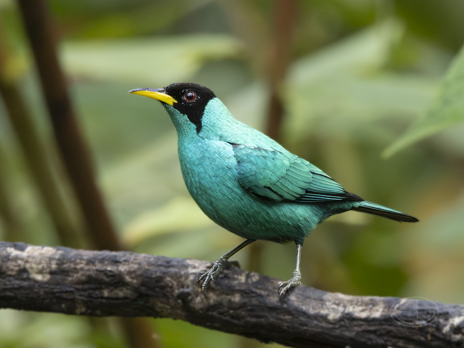 R7_F6851 Green Honeycreeper.jpg