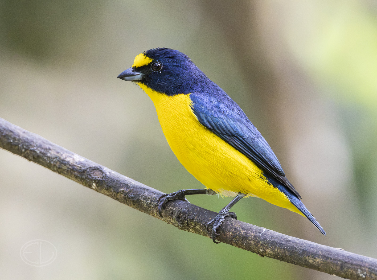 R7_F7229 Yellow-throated Euphonia.jpg