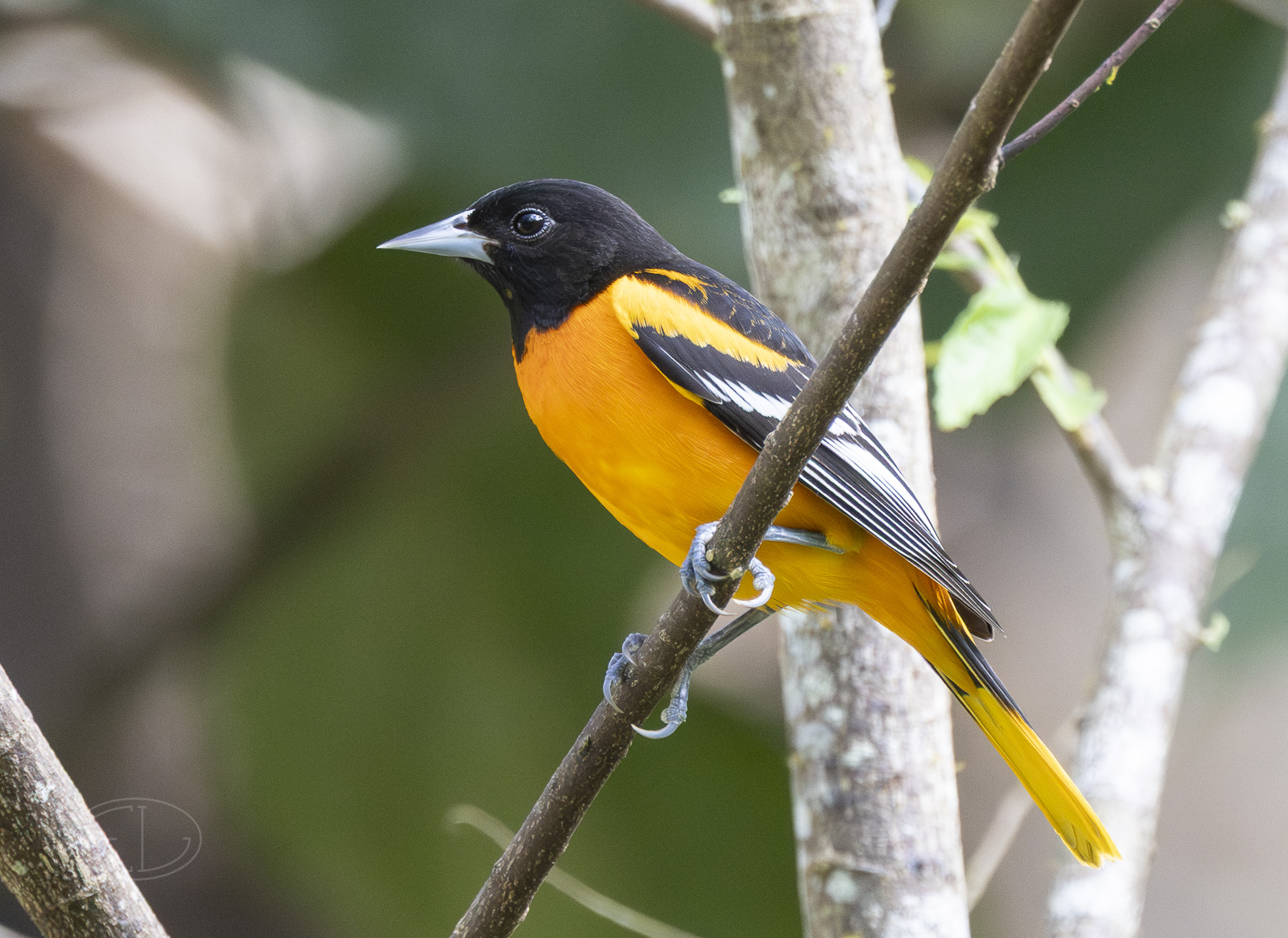 R7_F7262 Baltimore Oriole.jpg