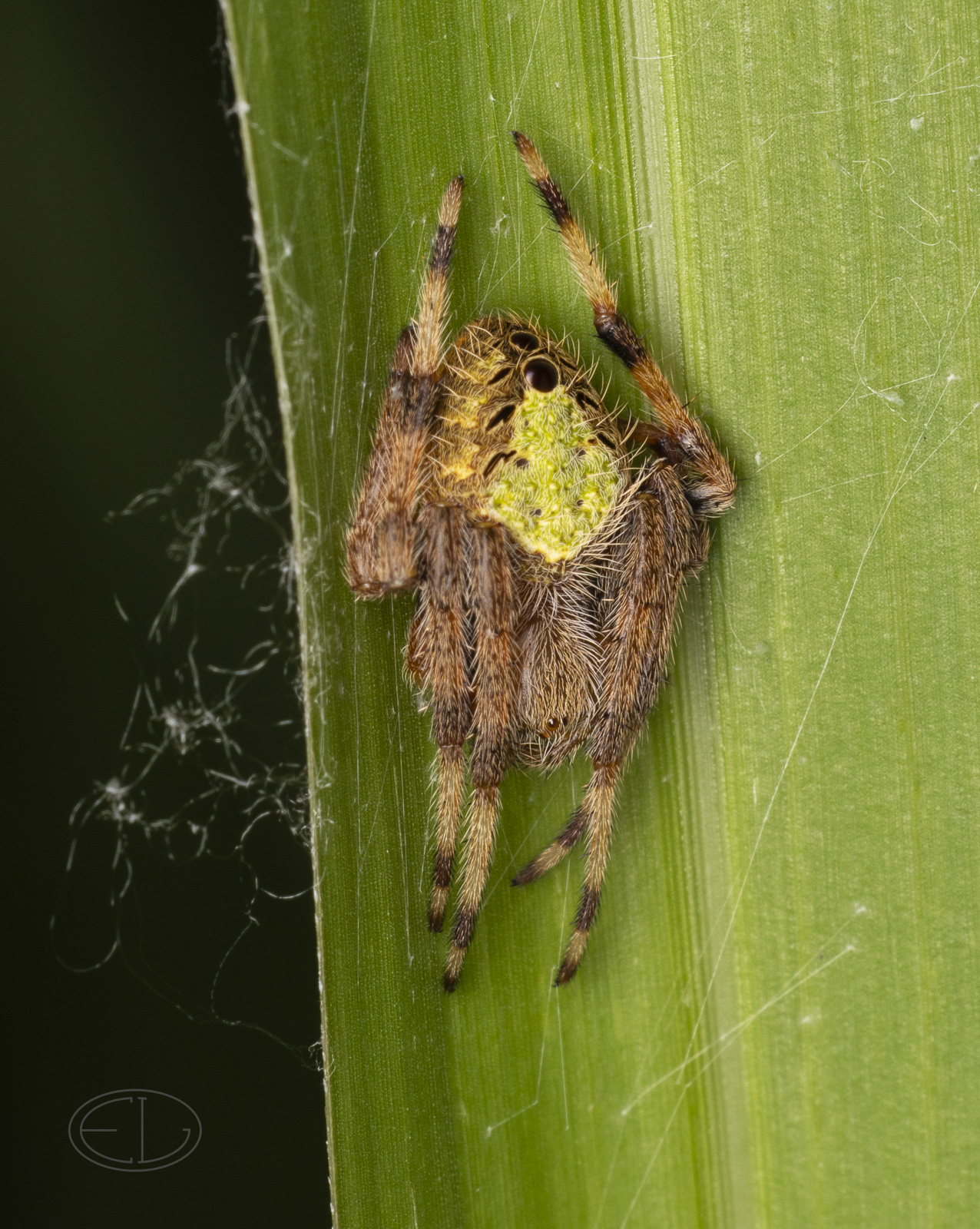 R7_F7357 Garden Orb Weaver Spider - day.jpg