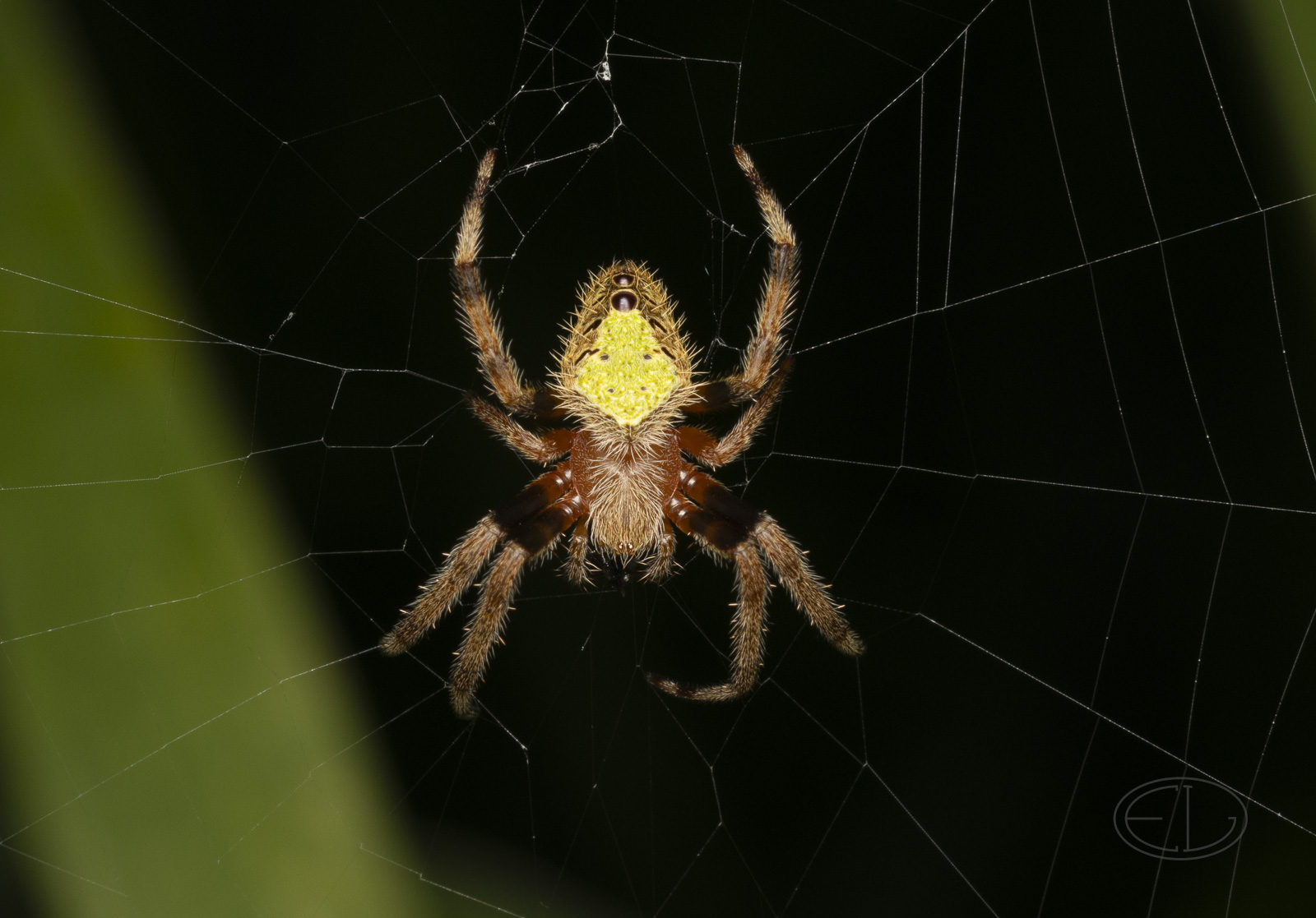 R7_F7431 Garden Orb Weaver Spider - night.jpg