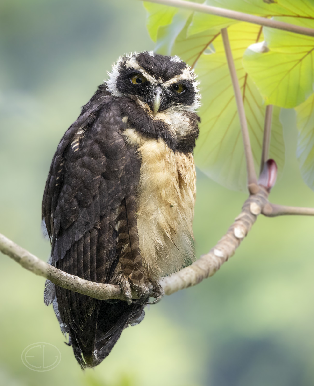 R7_F7630 Spectacled Owl.jpg