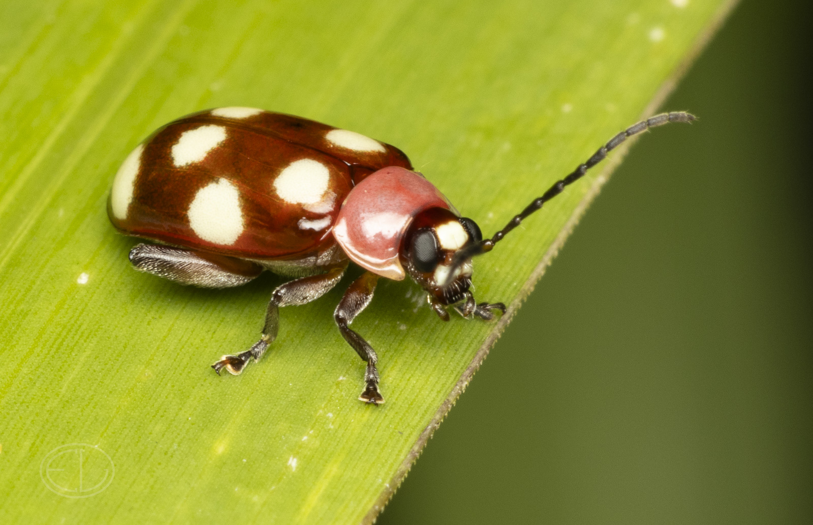 R7_F7710 Eight-spotted Flea Beetle.jpg
