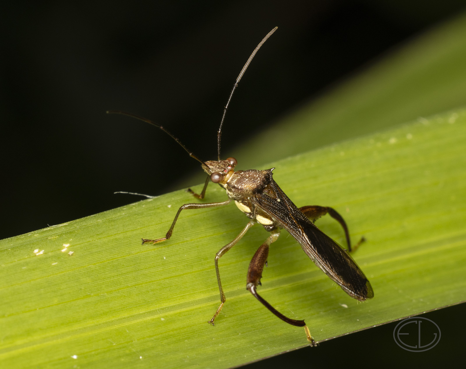 R7_F7725 Leaf-footed Bug.jpg