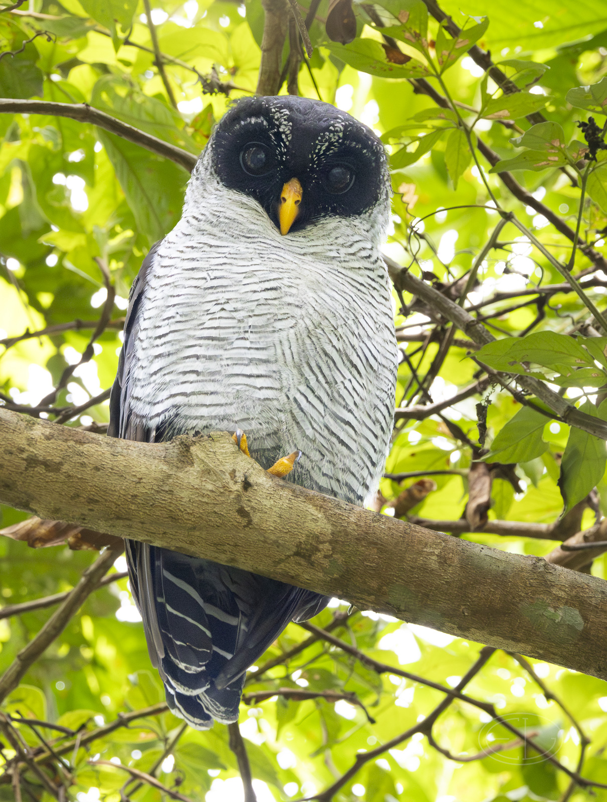 R7_F7978 Black-banded Owl.jpg