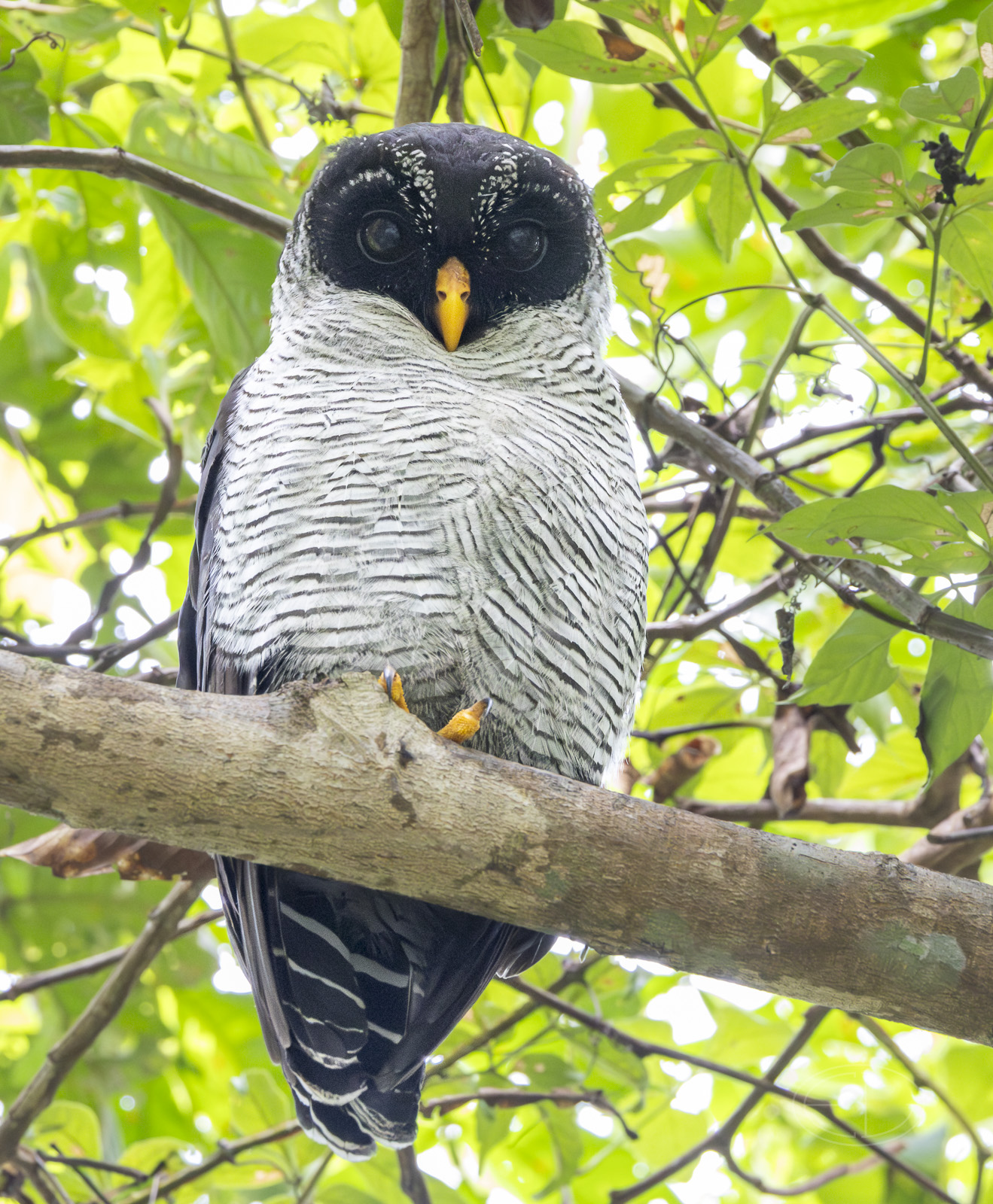 R7_F7981 Black-banded Owl.jpg
