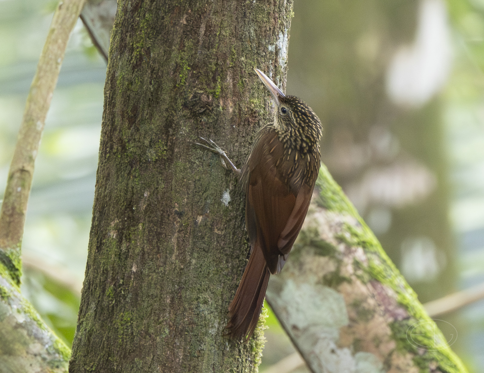 R7_F8563 Ivory-billed Woodcreeper.jpg
