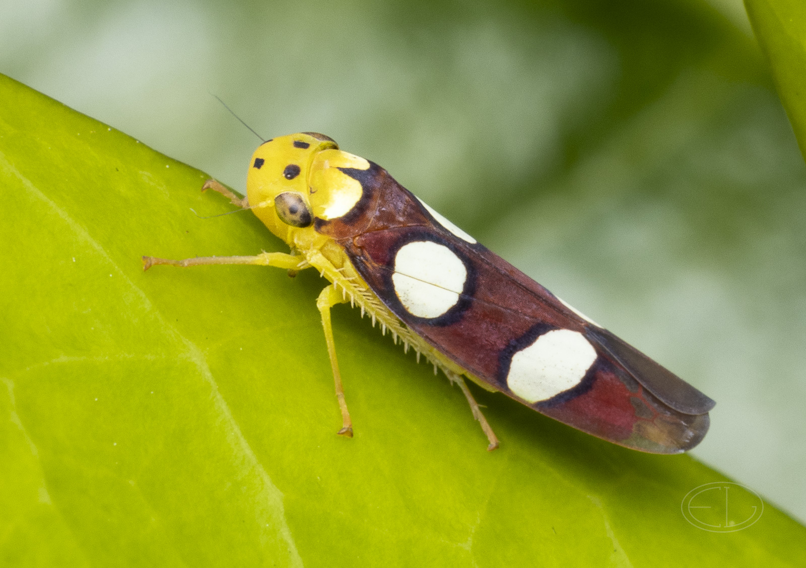 R7_F8651 Leafhopper (sharpshooter), Erythrogonia laudata.jpg