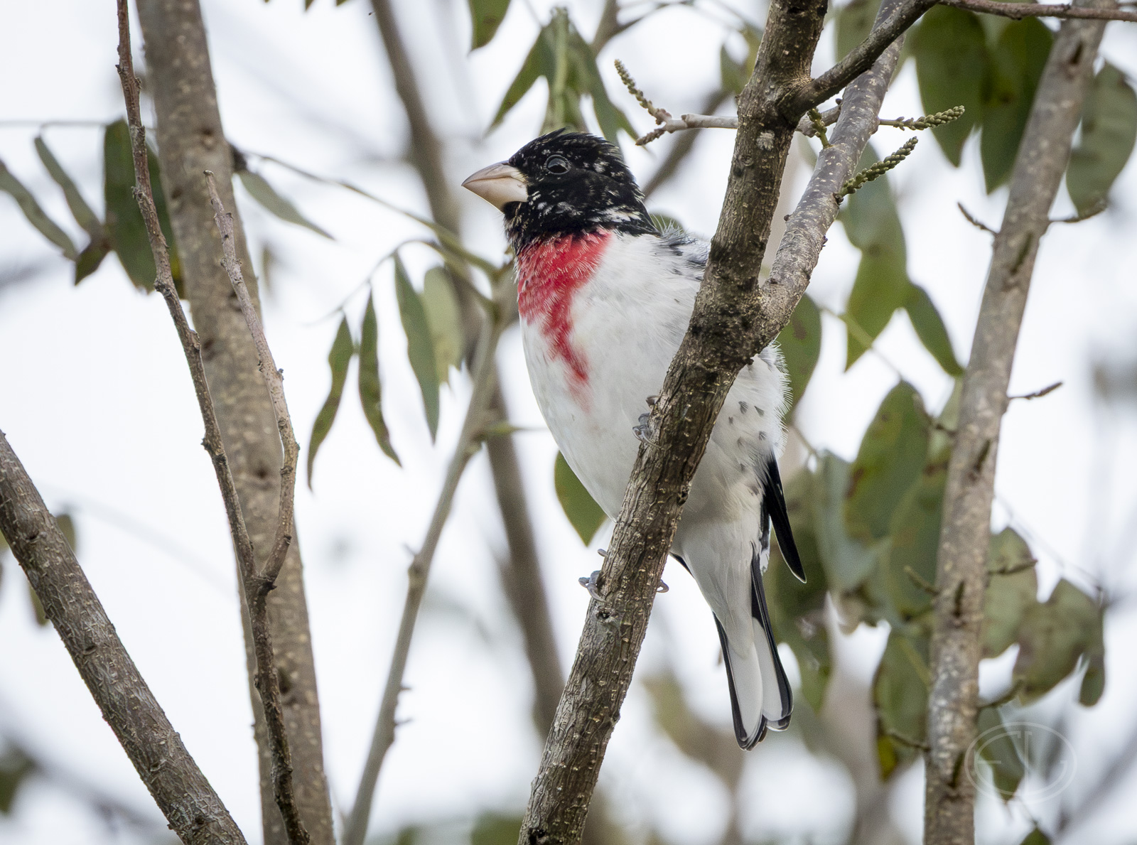 R7_F8904 Rose-breasted Grosbeak.jpg