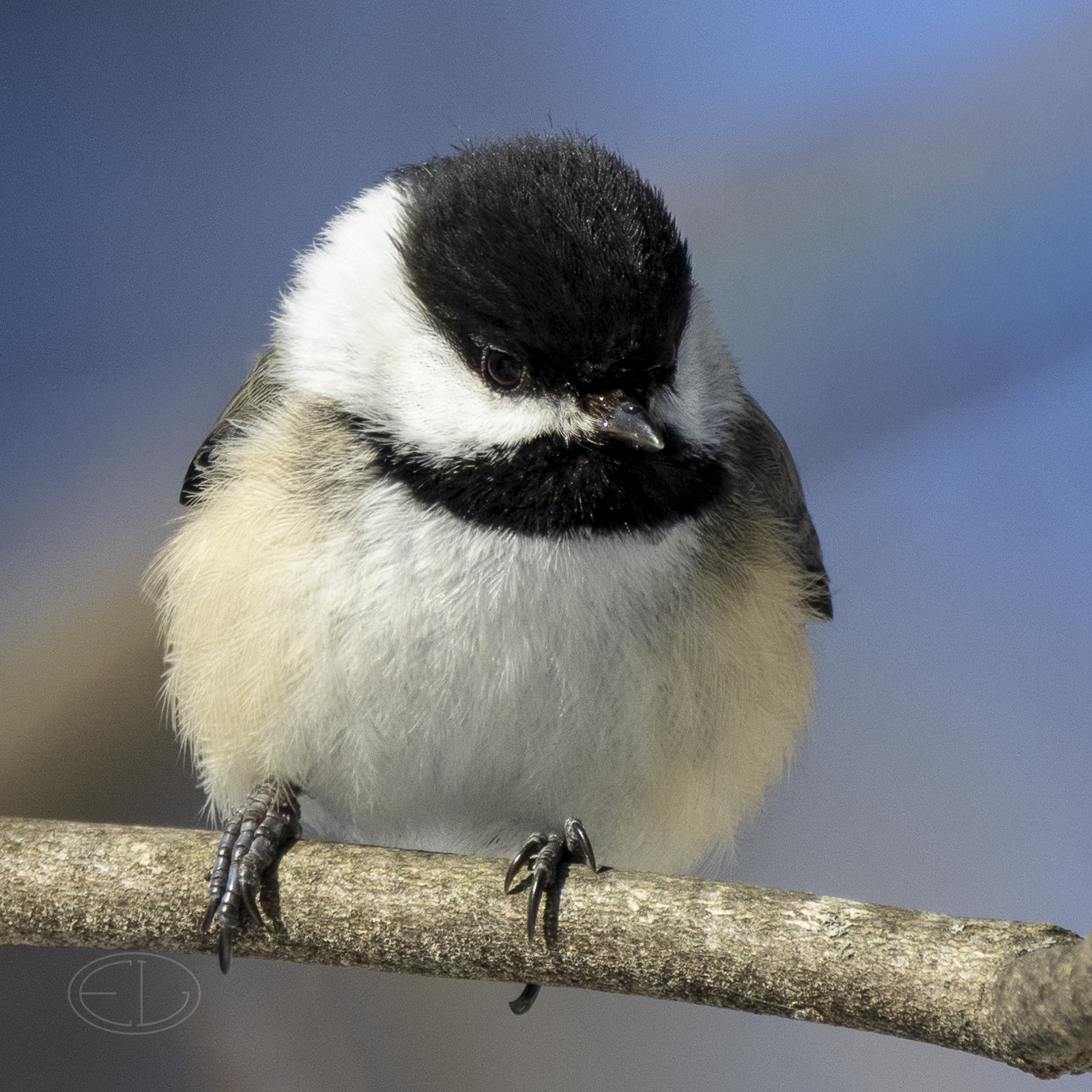 R7_G0182 Chickadee.jpg