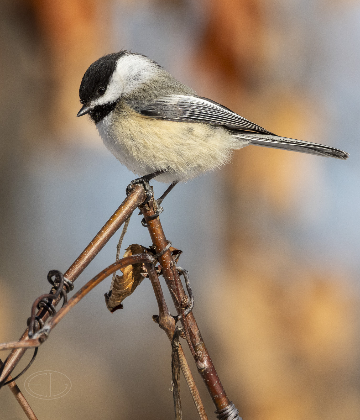 R7_G0195 Chickadee.jpg