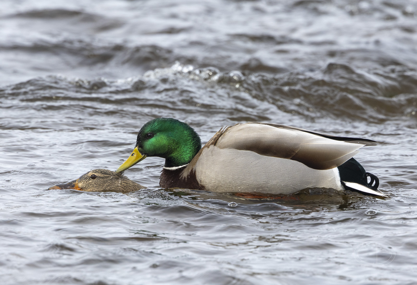 R7_G0452 Mallards.jpg