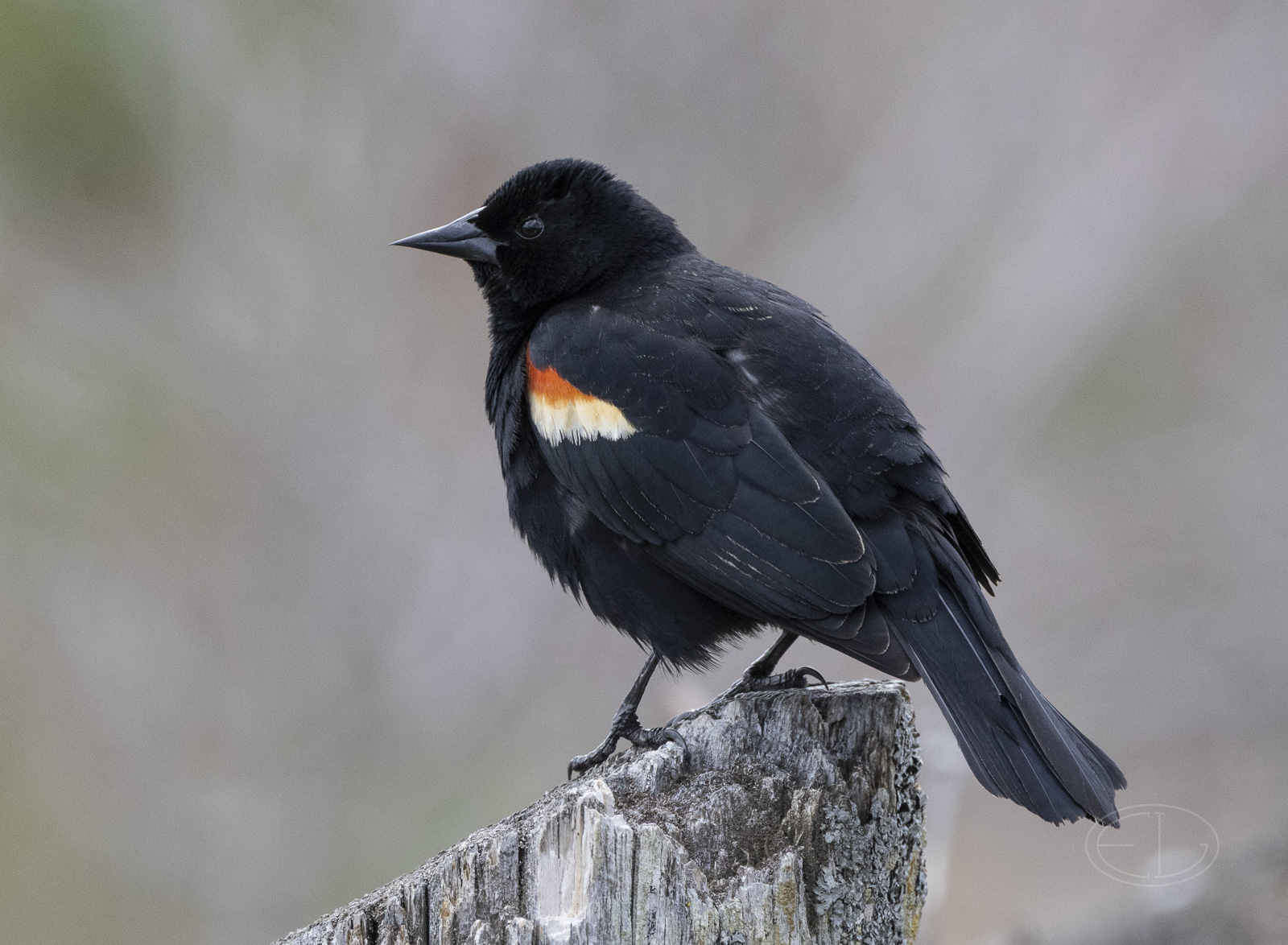 R7_G3402 Red-winged Blackbird.jpg