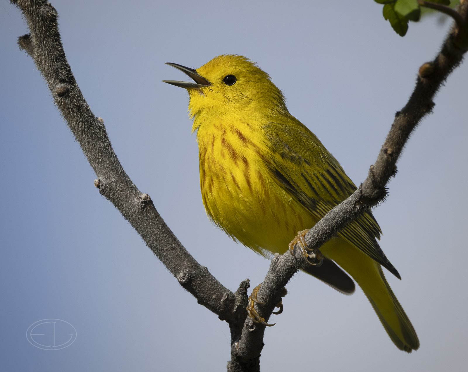 R7_G6520 Yellow Warbler.jpg