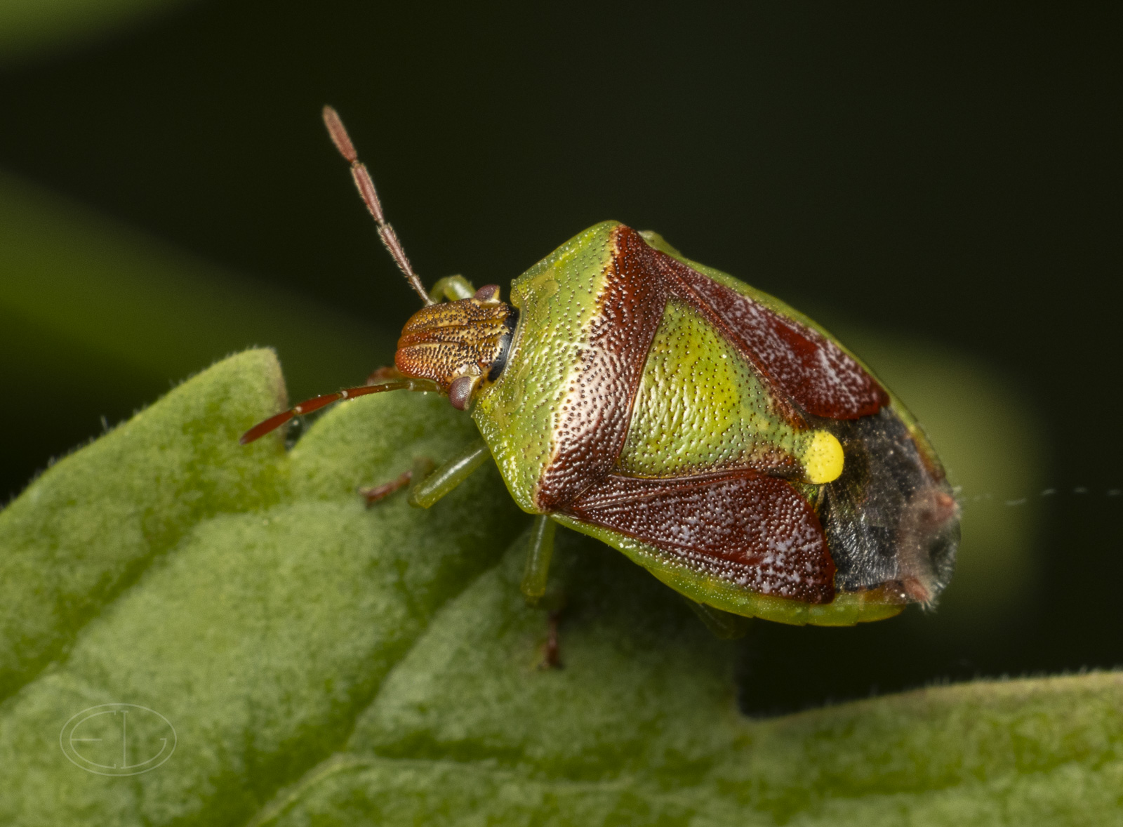 R7_G9607 Benasa Stink Bug.jpg