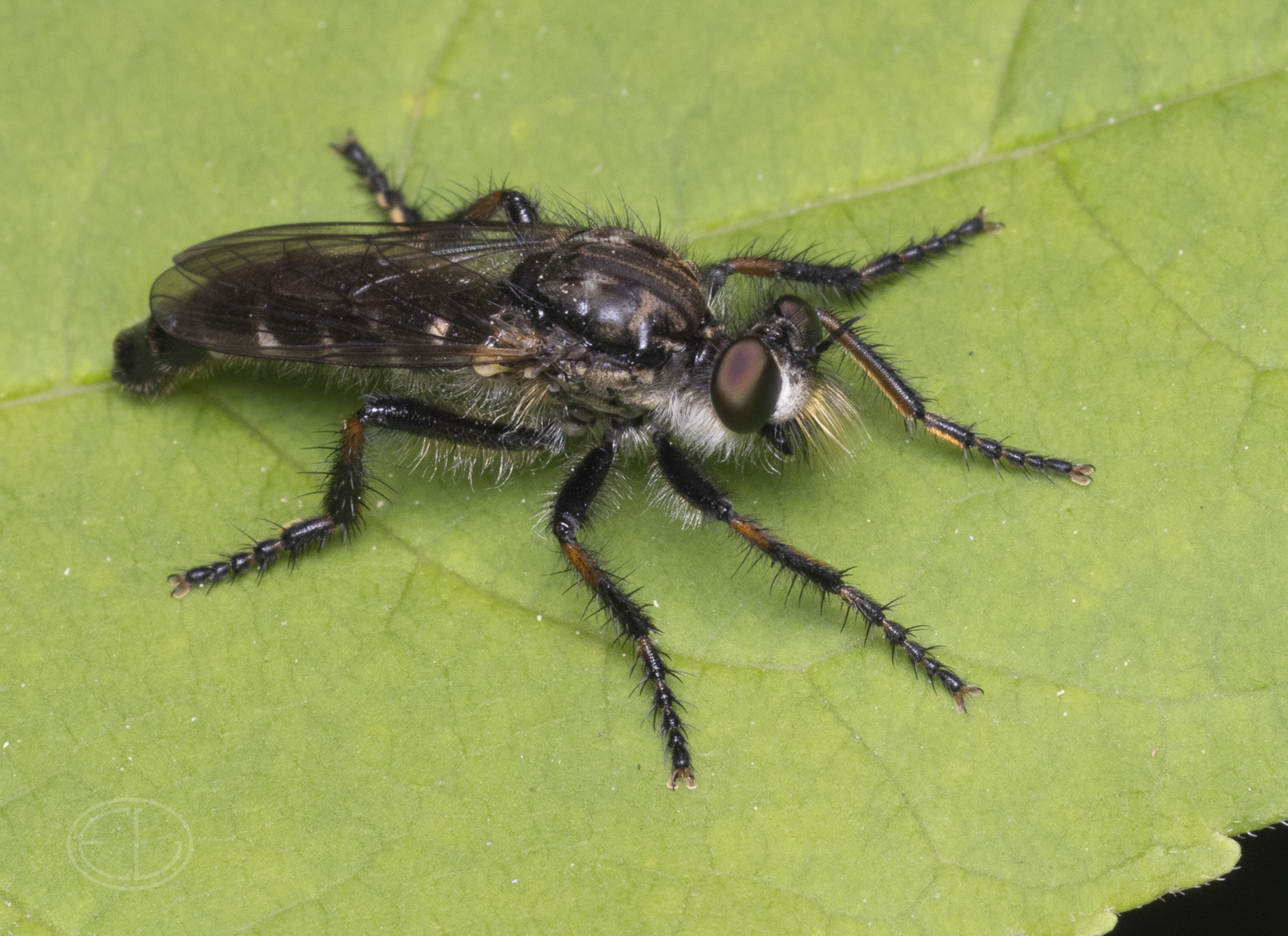 R7_H0235 Robber Fly, Golden-faced Bandit, Cyrtopogon falto.jpg