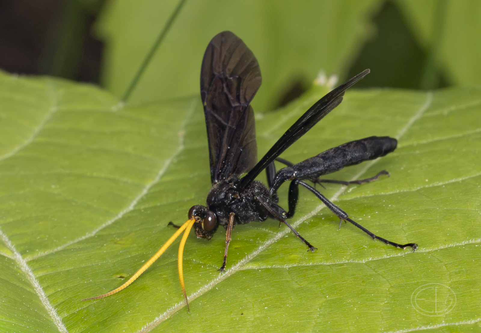 R7_H0261 Wasp - Gnamptopelta obsidianator.jpg