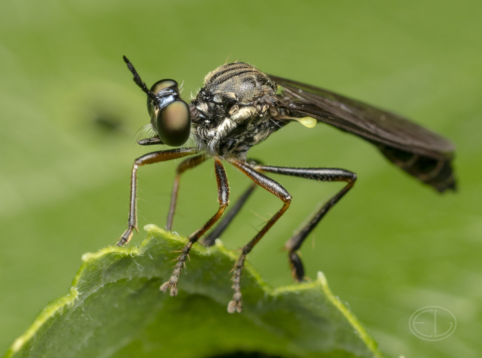 R7_H0390 Dioctria hyalipennis.jpg