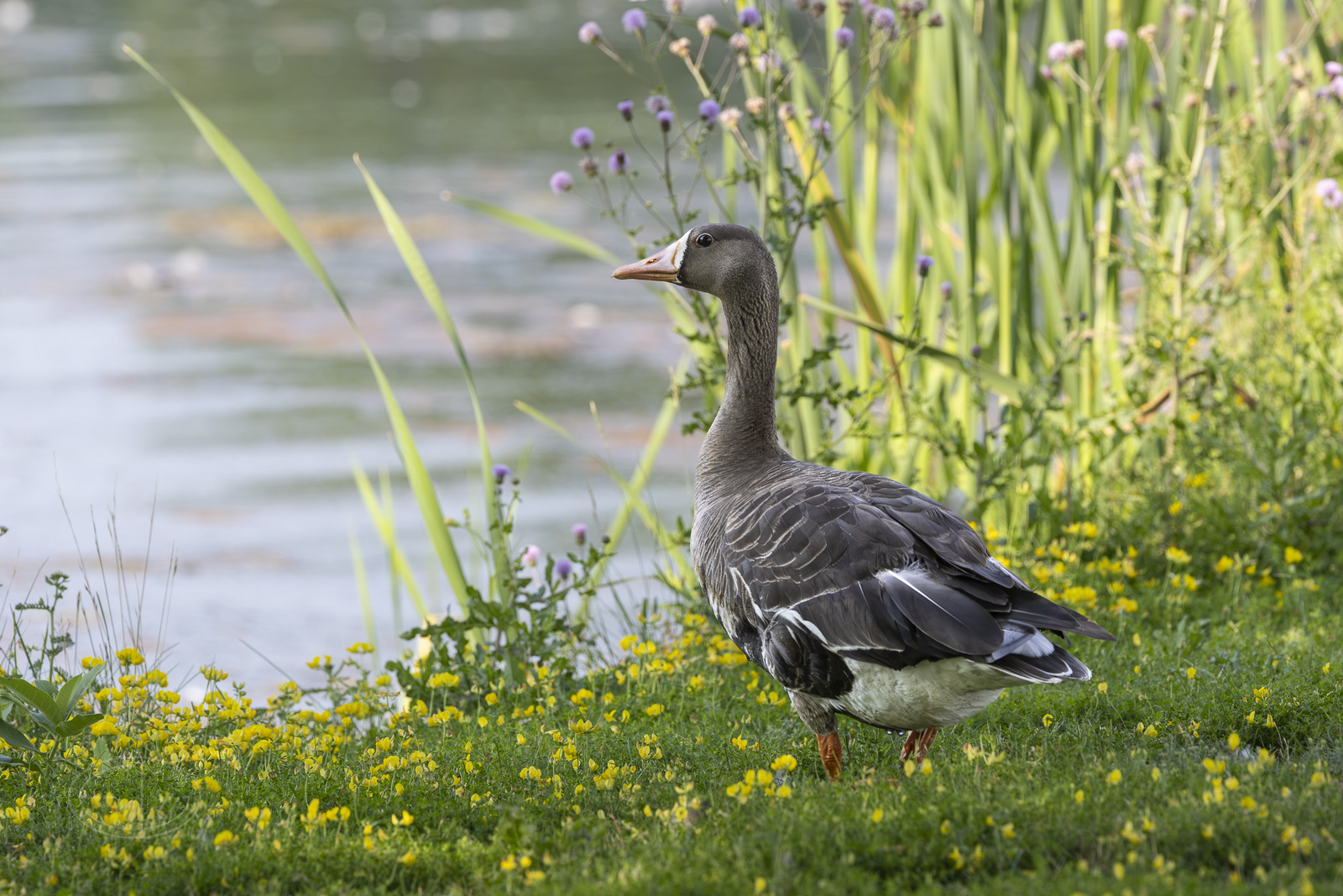 R7_H1225 White-fronted Goose.jpg