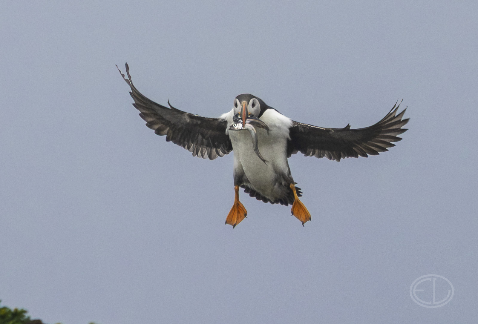 R7_H3203 Puffin.jpg