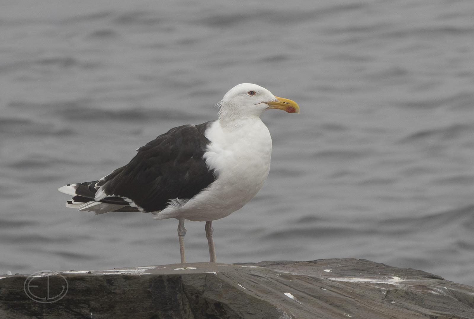 R7_H3471 Great Black-backed Gull.jpg