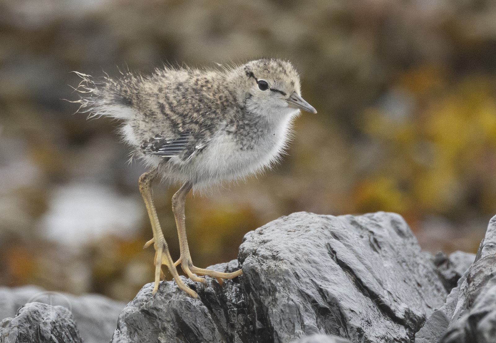 R7_H3713 Spotted Sandpiper chick.jpg