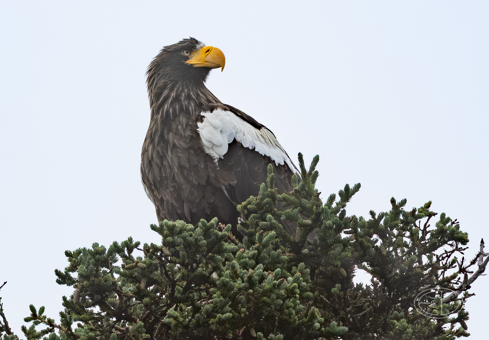 R7_H4558 Steller's Sea-Eagle.jpg