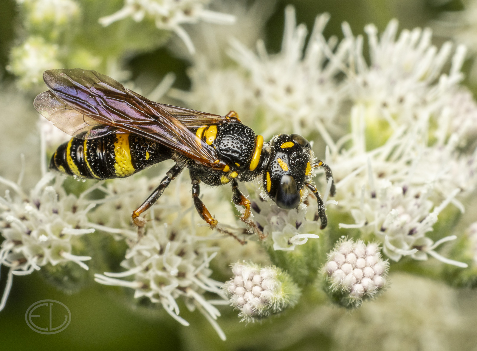 R7_H5171 Beewolf.jpg