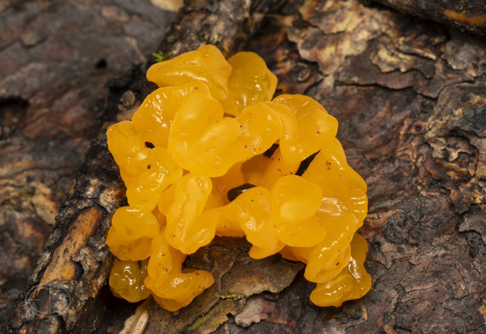 R7_H6127 Orange Jelly Fungus.jpg