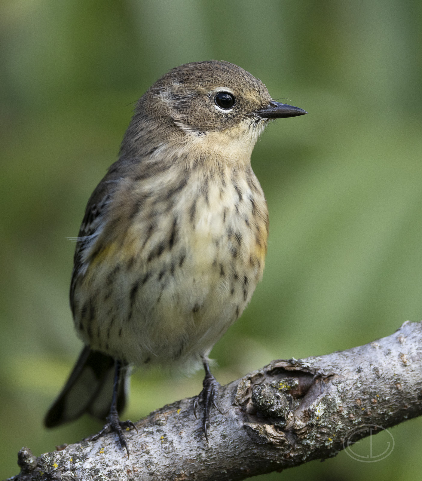 R7_H6344 Yellow-rumped Warbler.jpg