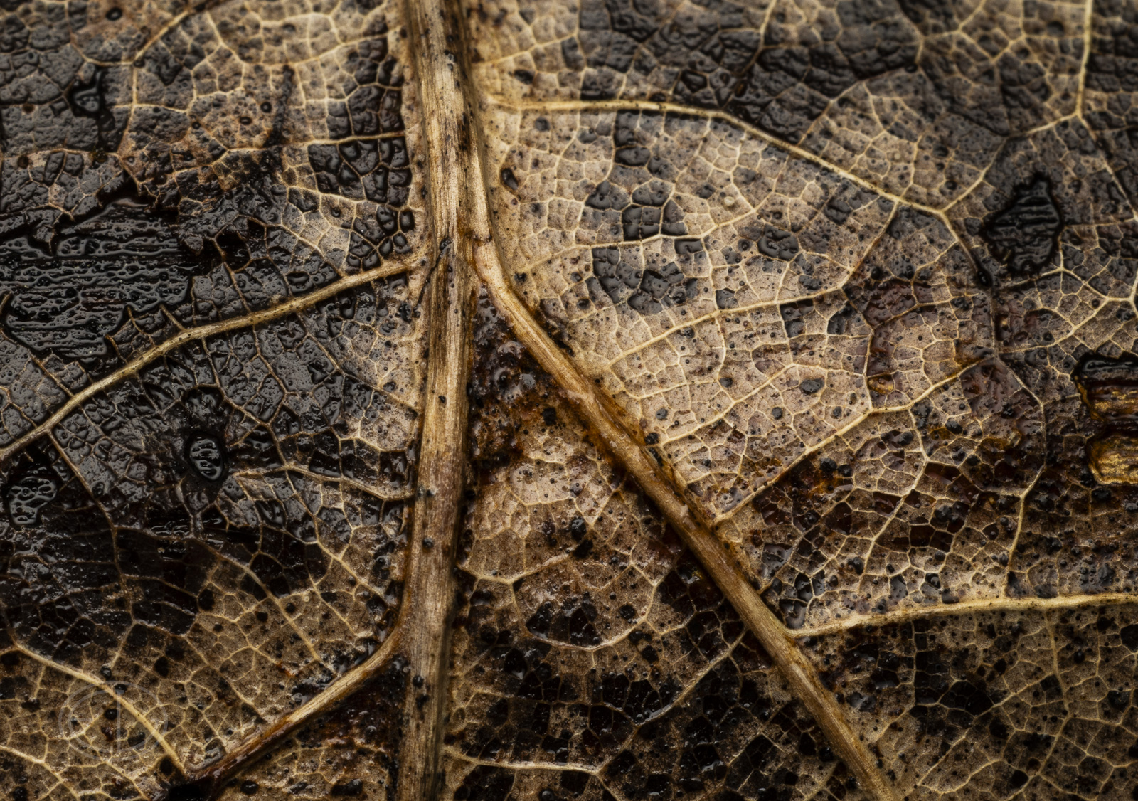 R7_H8937 Leaf.jpg