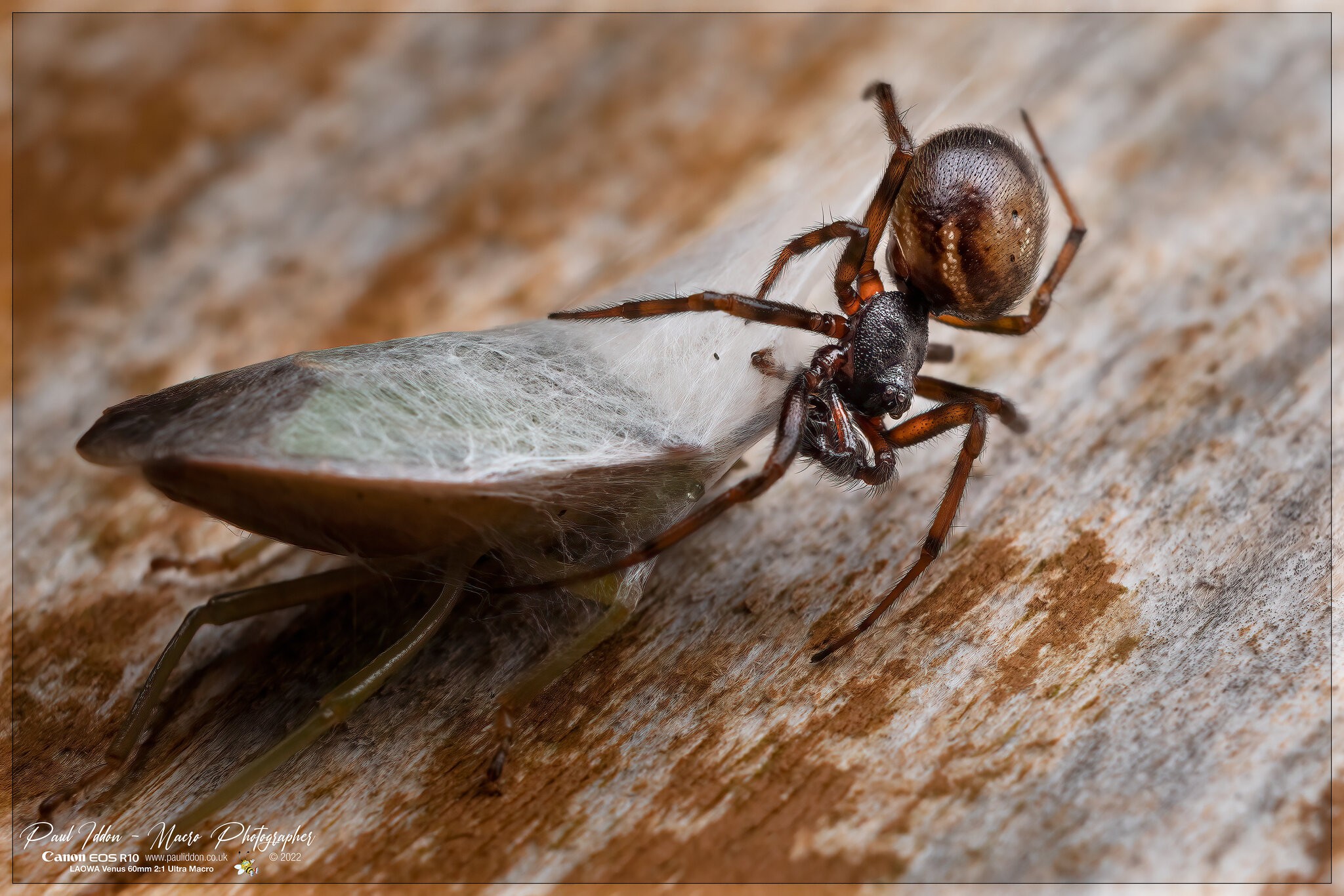 rabbit_hutch_shield-bug_a_4k_1800.jpg