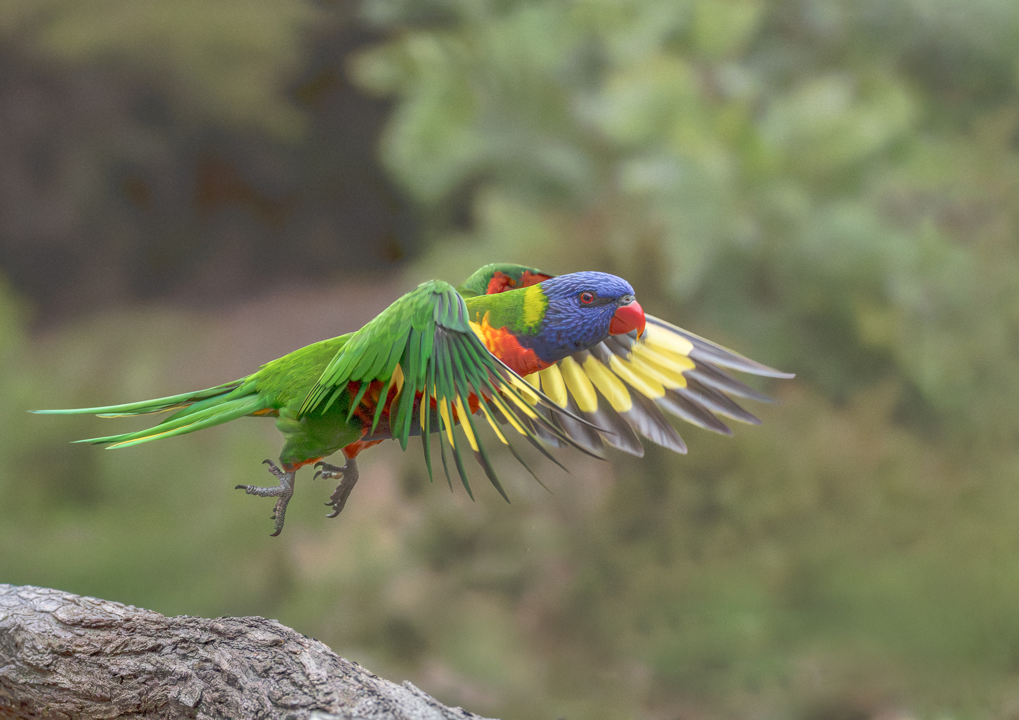 Rainbow Lorikeet — Take-off.jpg