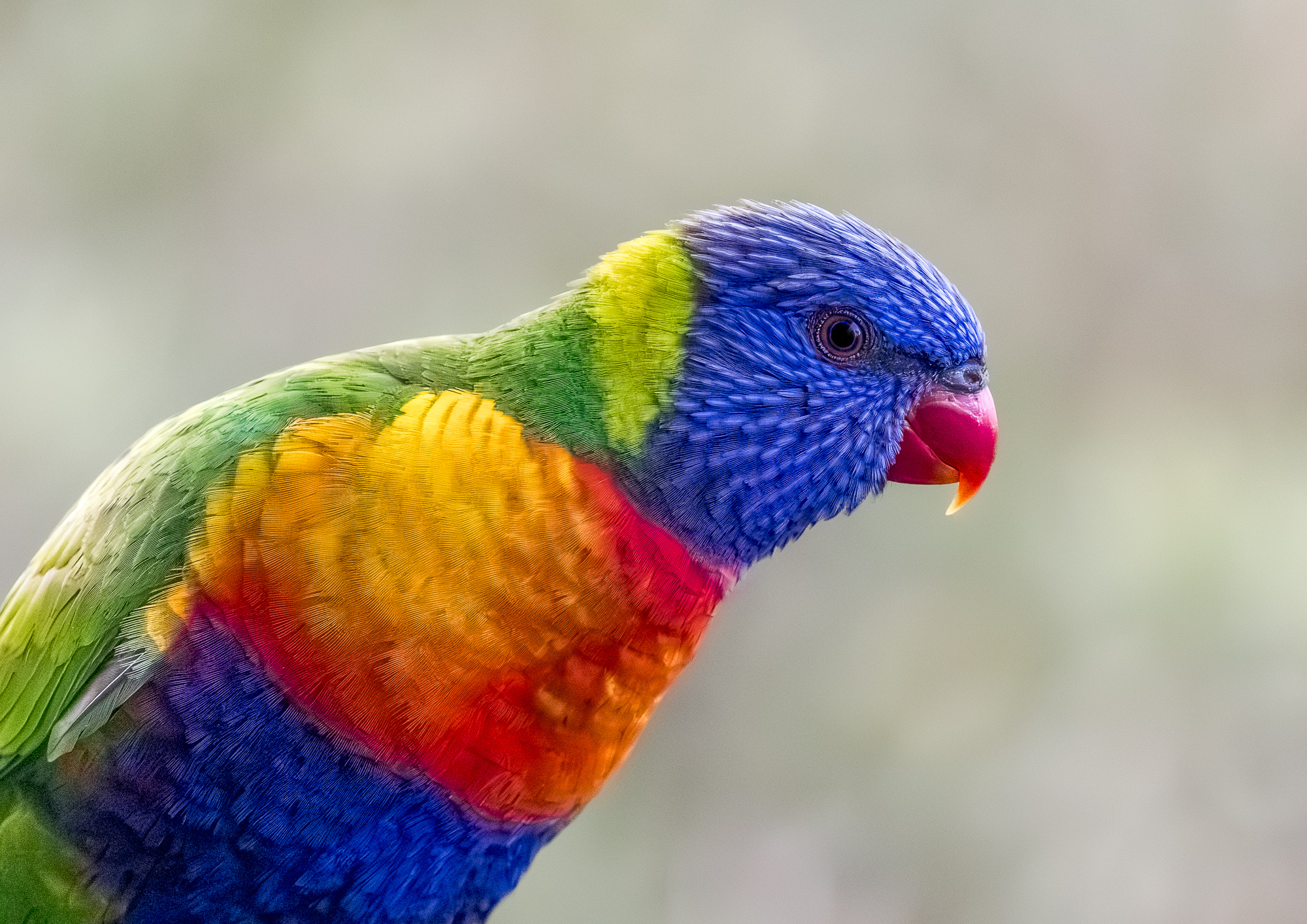 rainbow-lorikeet-0001-b-exp2000px-2.jpg