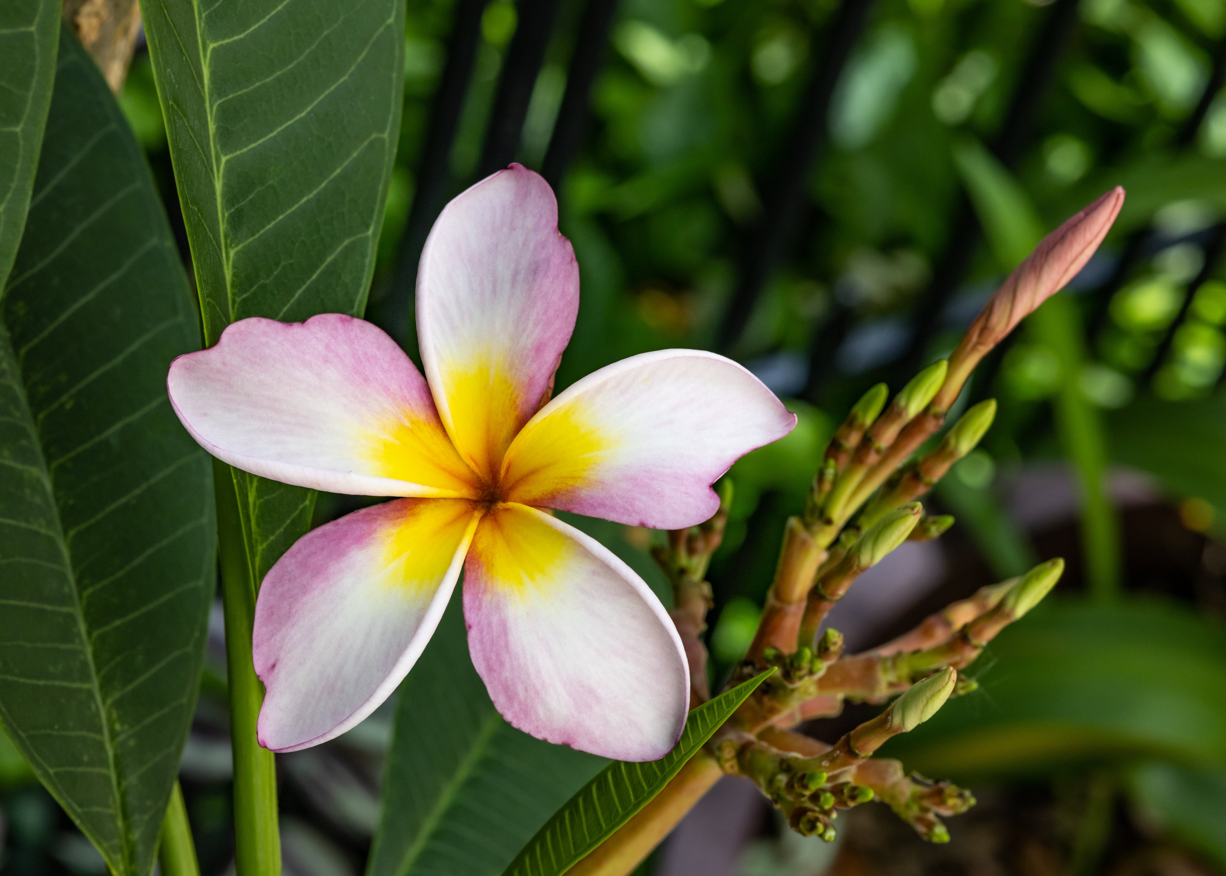 Rainbow Plumeria