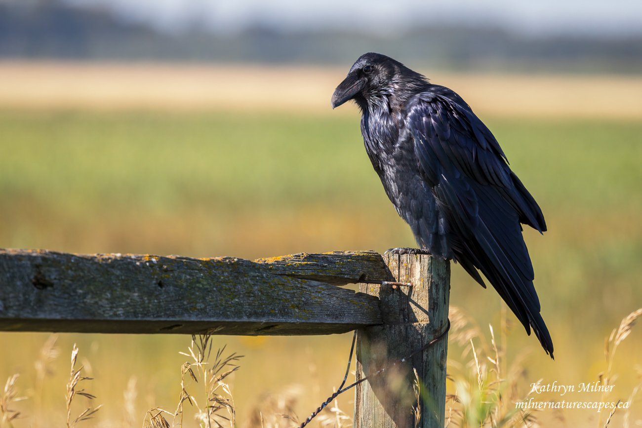 Raven on Fence.jpg