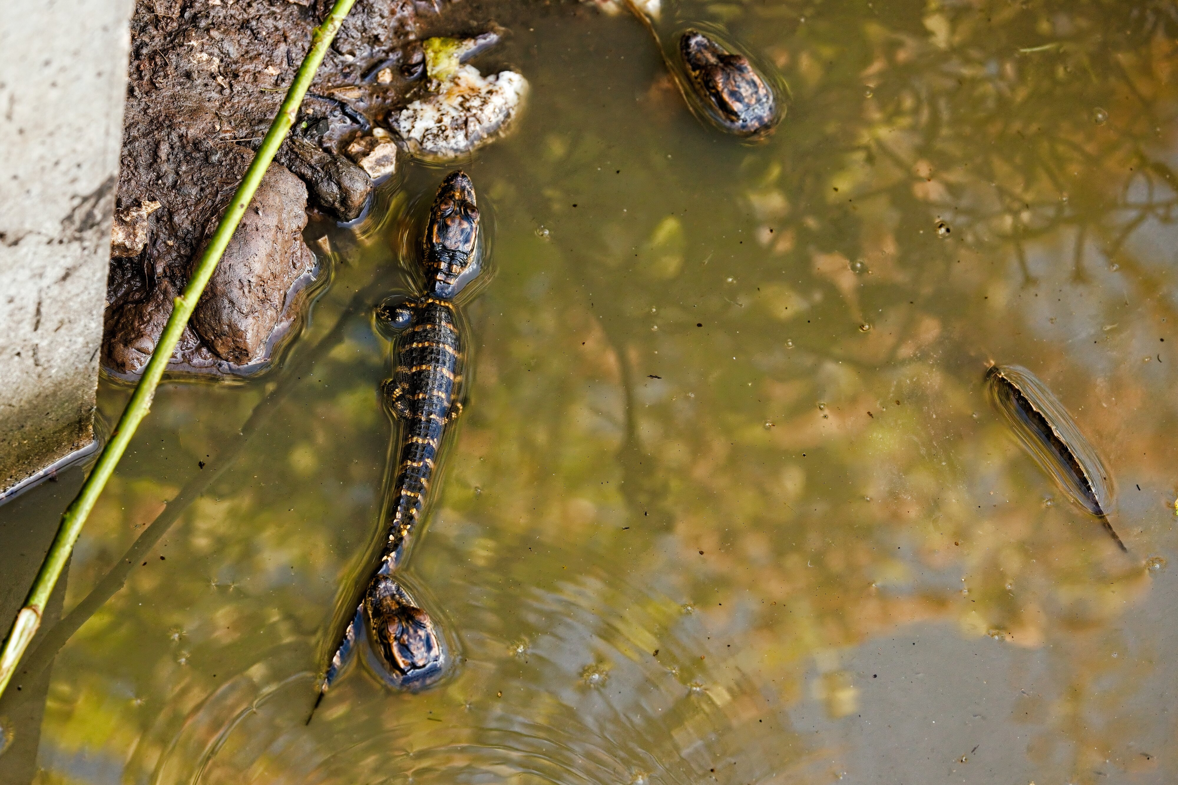 Recently hatched alligators.