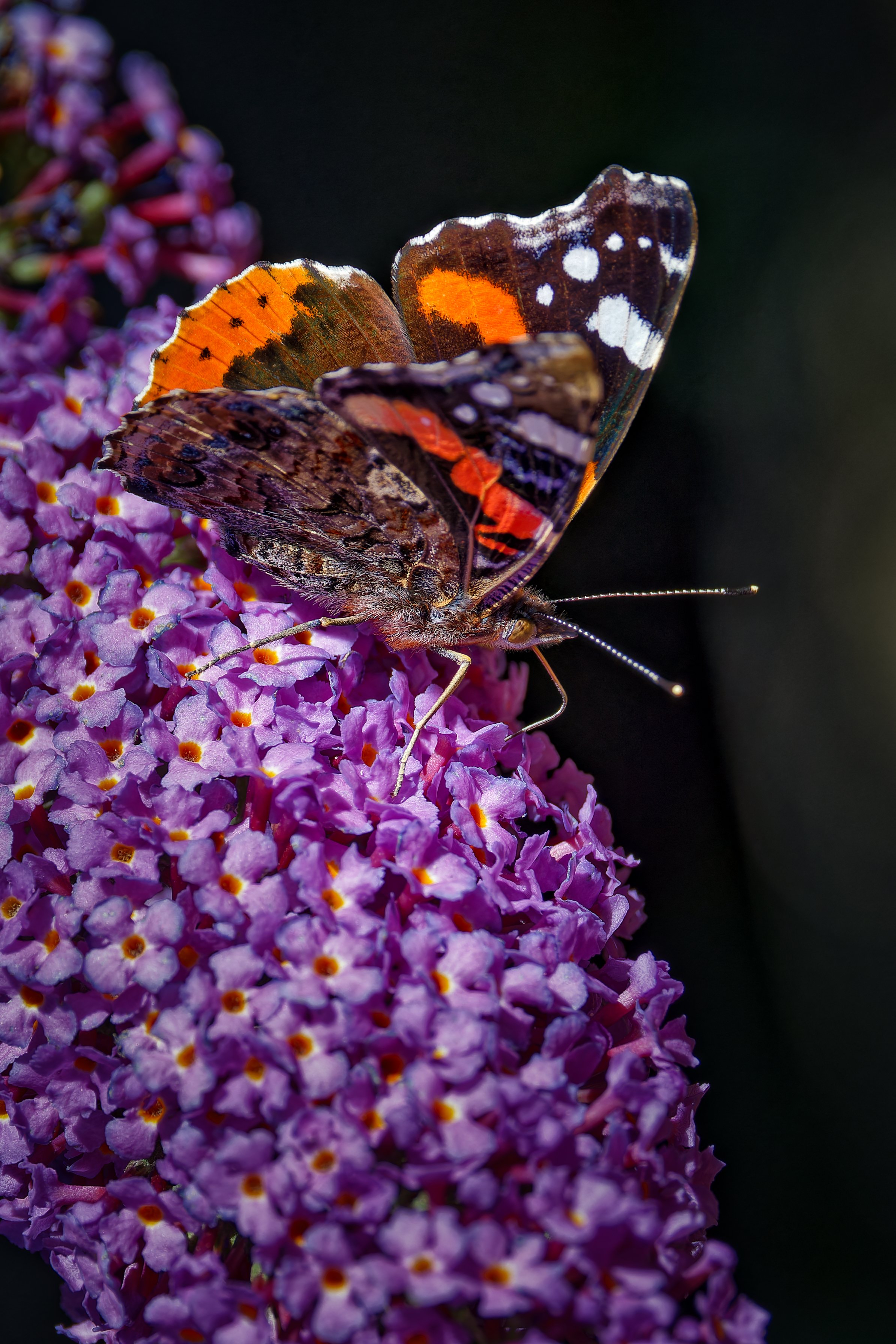 Red Admiral