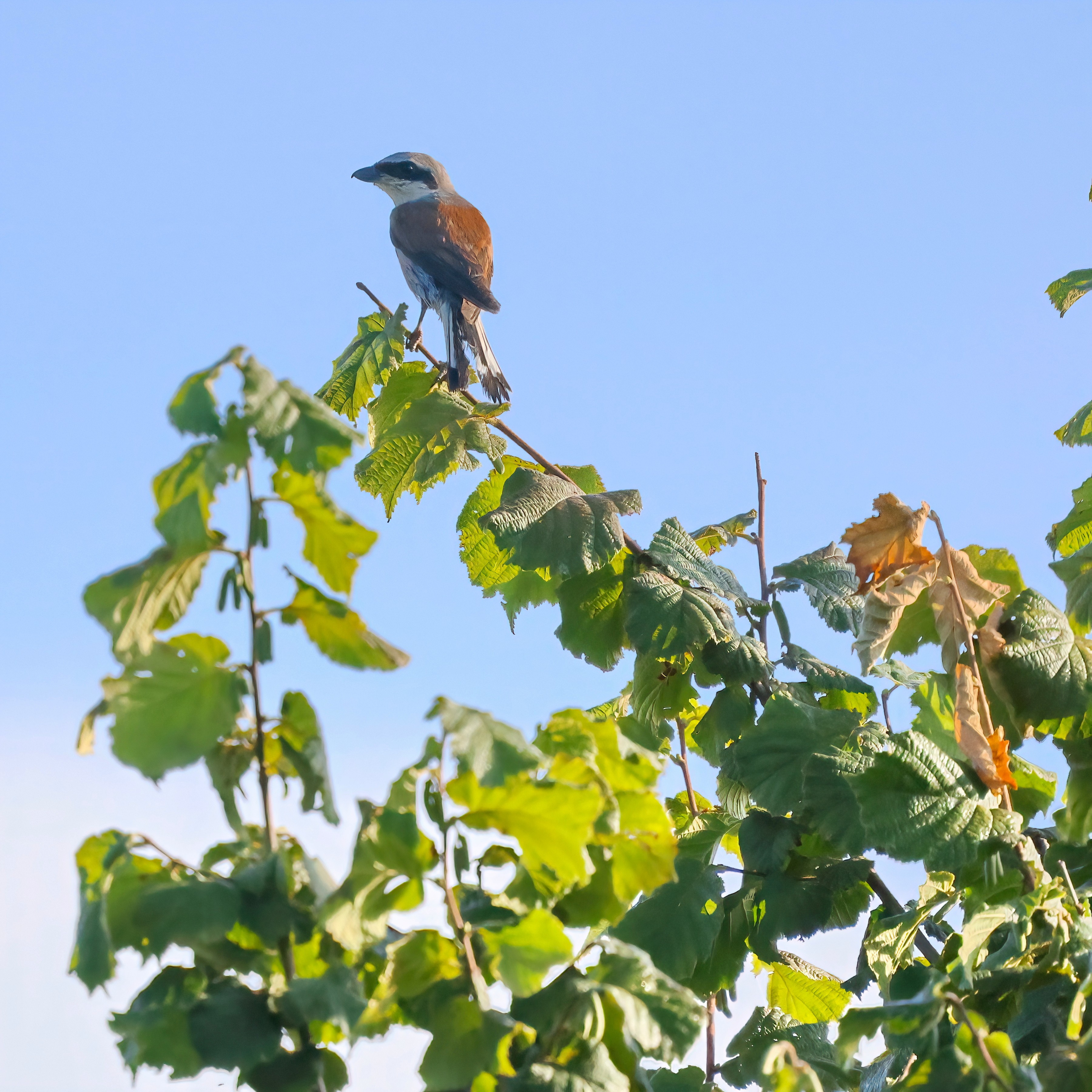 Red-backed shrike