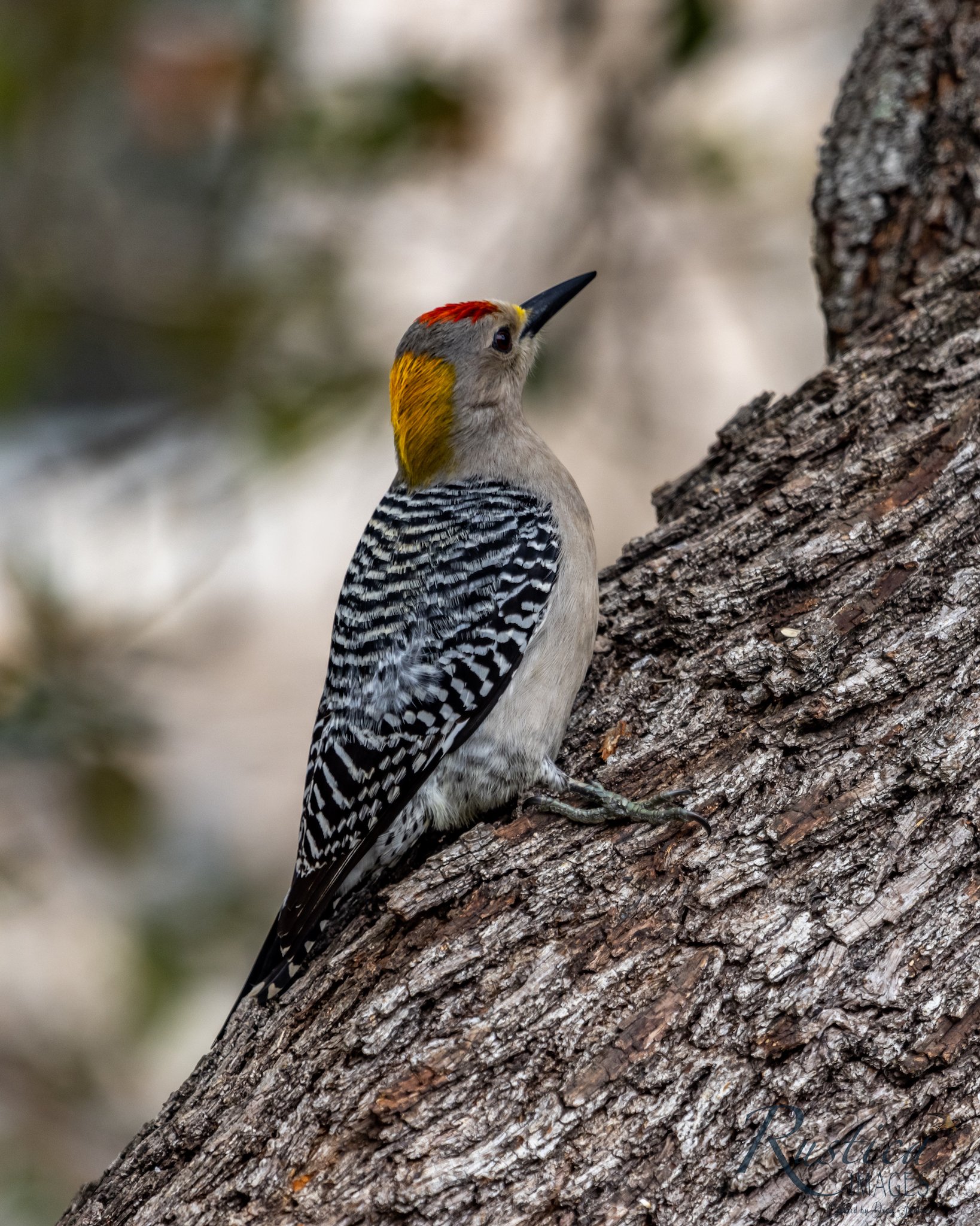 Red-Bellied Woodpecker 1, San Antonio