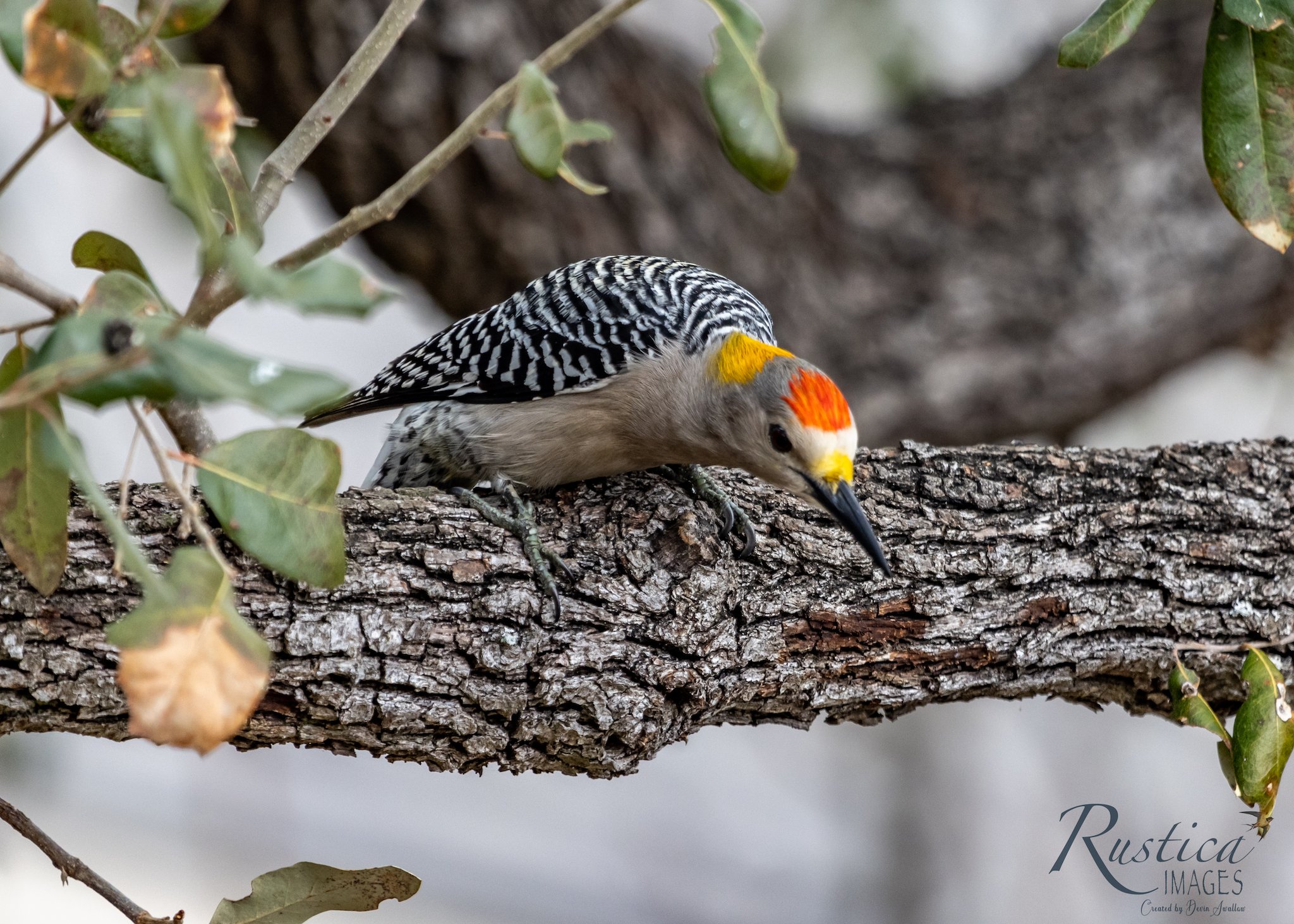 Red-Bellied Woodpecker 2, San Antonio