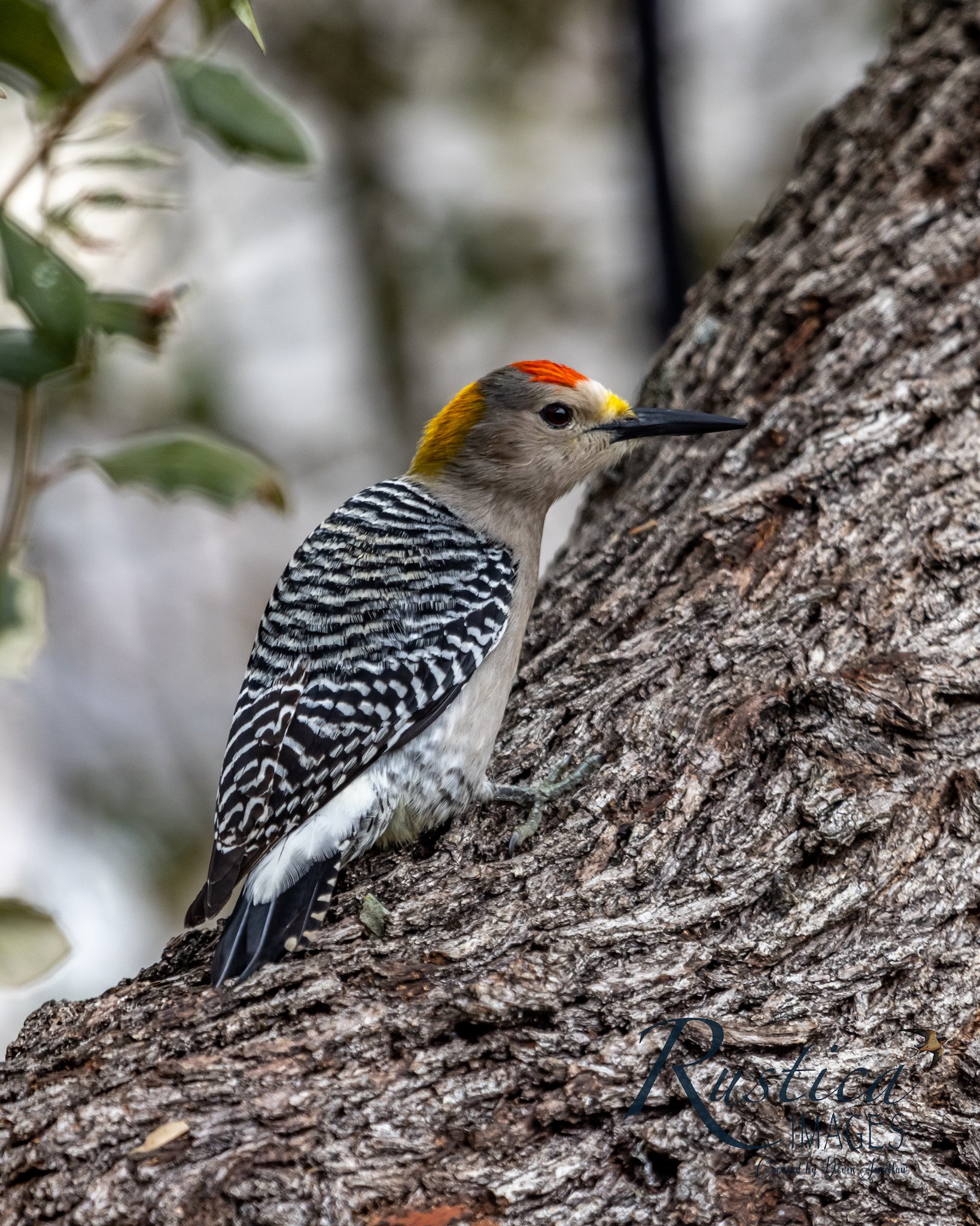 Red-Bellied Woodpecker 3, San Antonio